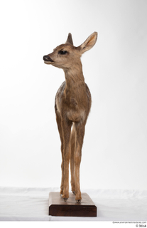 Deer doe whole body 0003.jpg